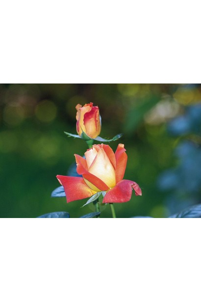 Hybrid tea rose Louis de Funès